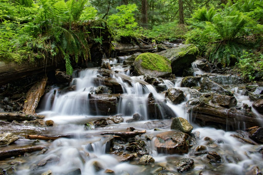 Small Waterfall in lush green Forest