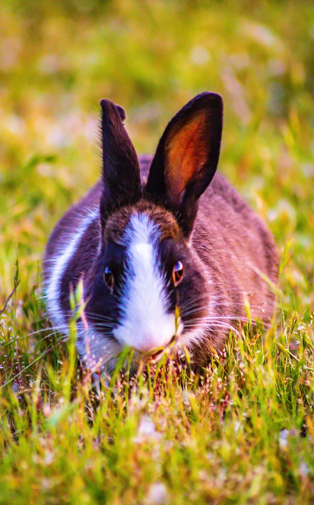 A cute rabbit is looking at you