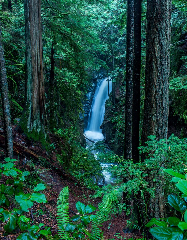 A fountain in the Green forest