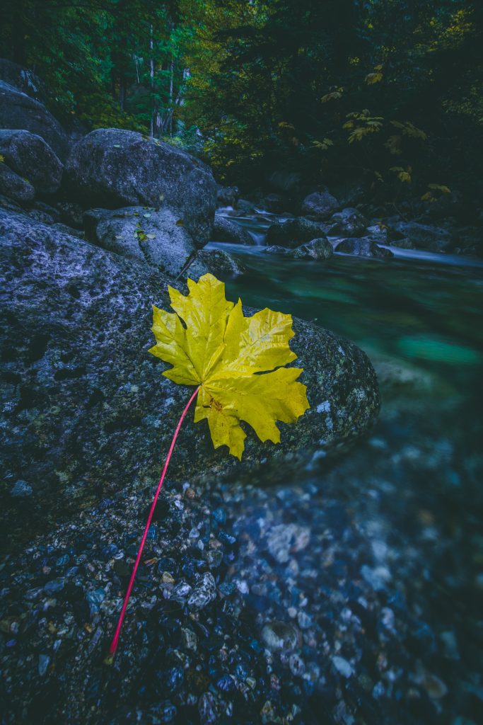 An incredible form of a yellow leaf in the middle of the forest