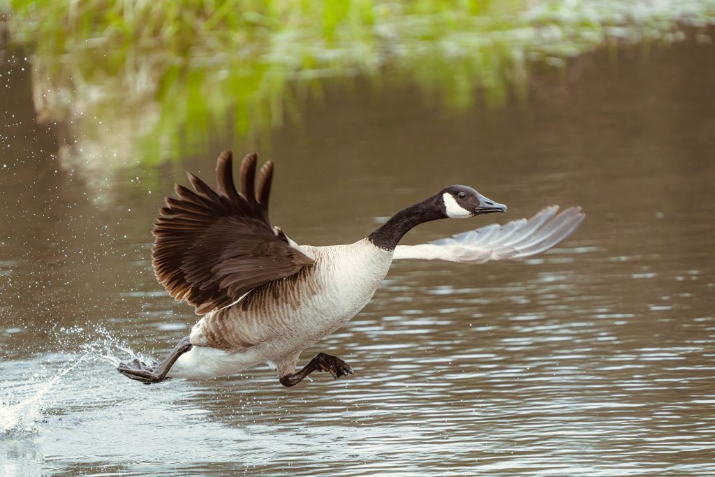 Beautiful Bird in The Water