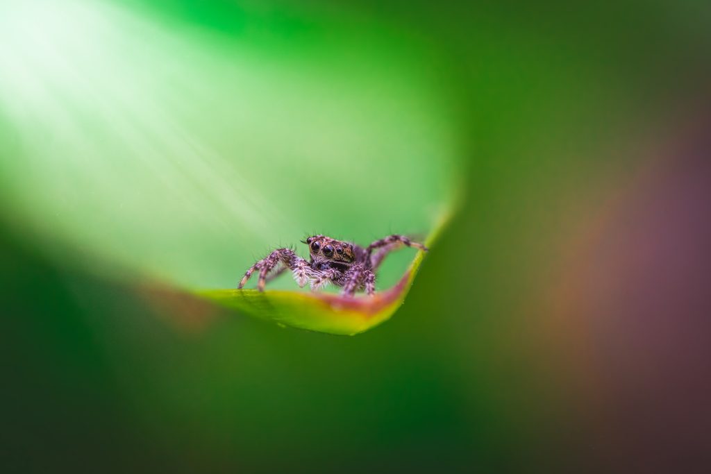 Beautiful Jumping spider sitting on a leaf