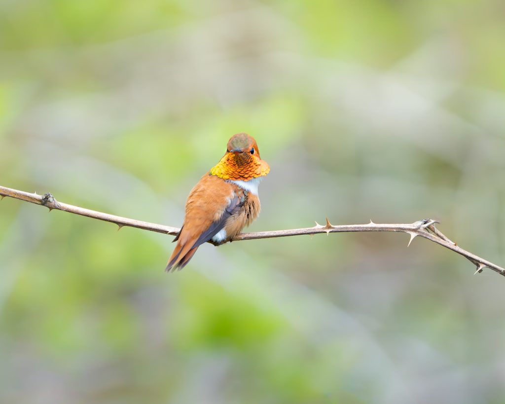 Rufus Humming Bird Perched on Branch