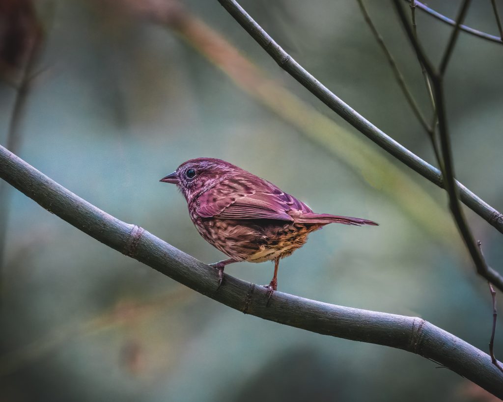 Bird looking at around the forest