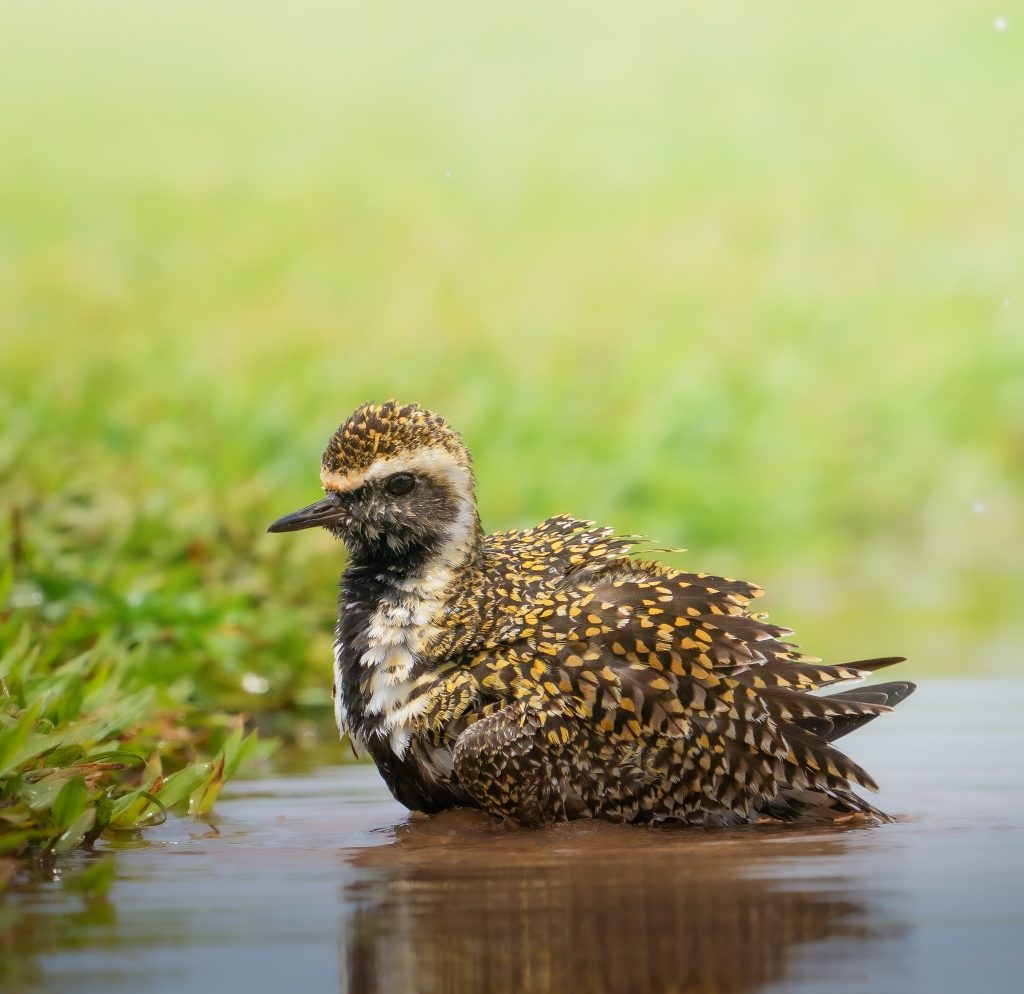 Black-headed plover Vanellus in water with reflection