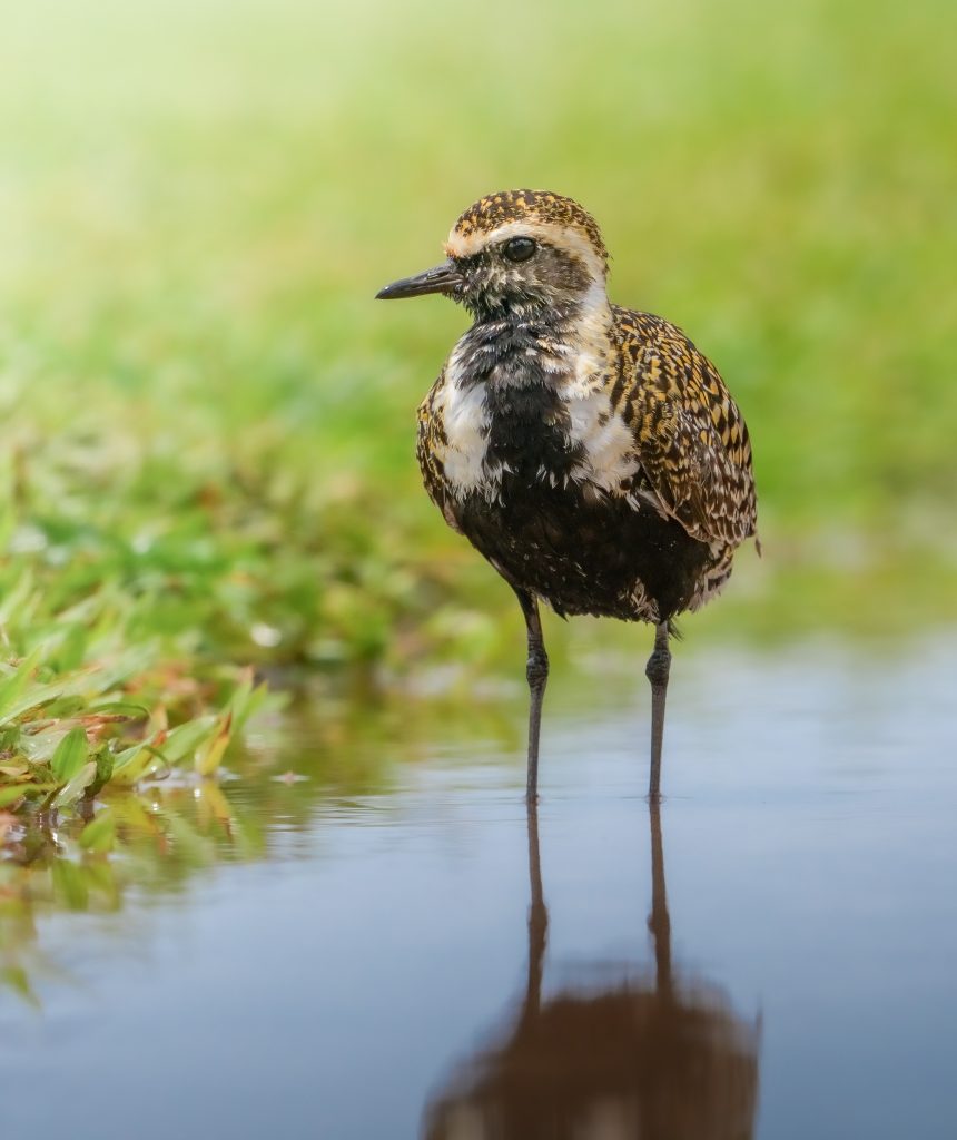 Black-headed plover (Vanellus vanellus)