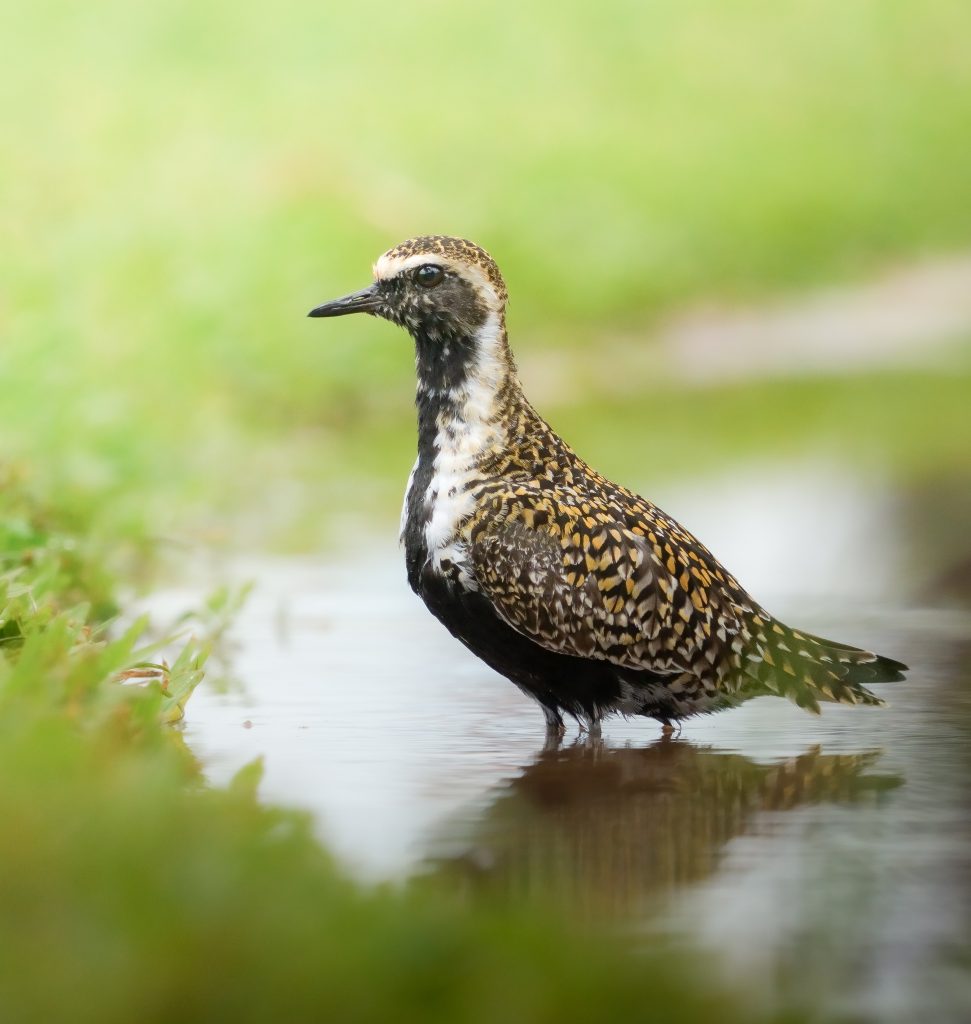 Black-headed plover (Vanellus vanellus) Hawaii.