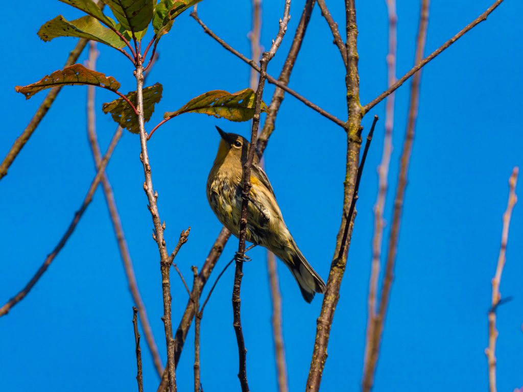 Blue sky and beautiful bird