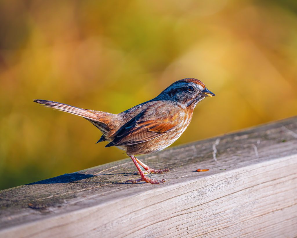 Brown-sparrow-bird