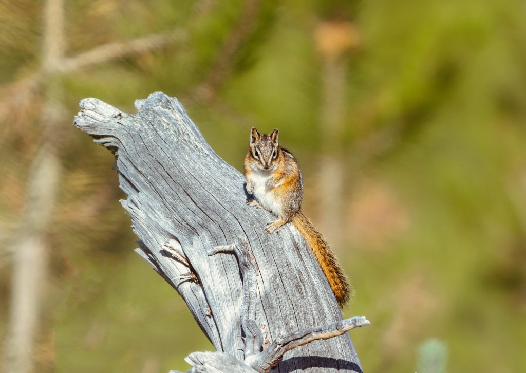 Close Up Of A Chipmunk