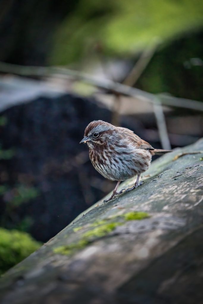 Close Up of Sparrow