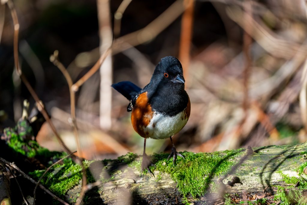 Close Up of Spotted Towhee