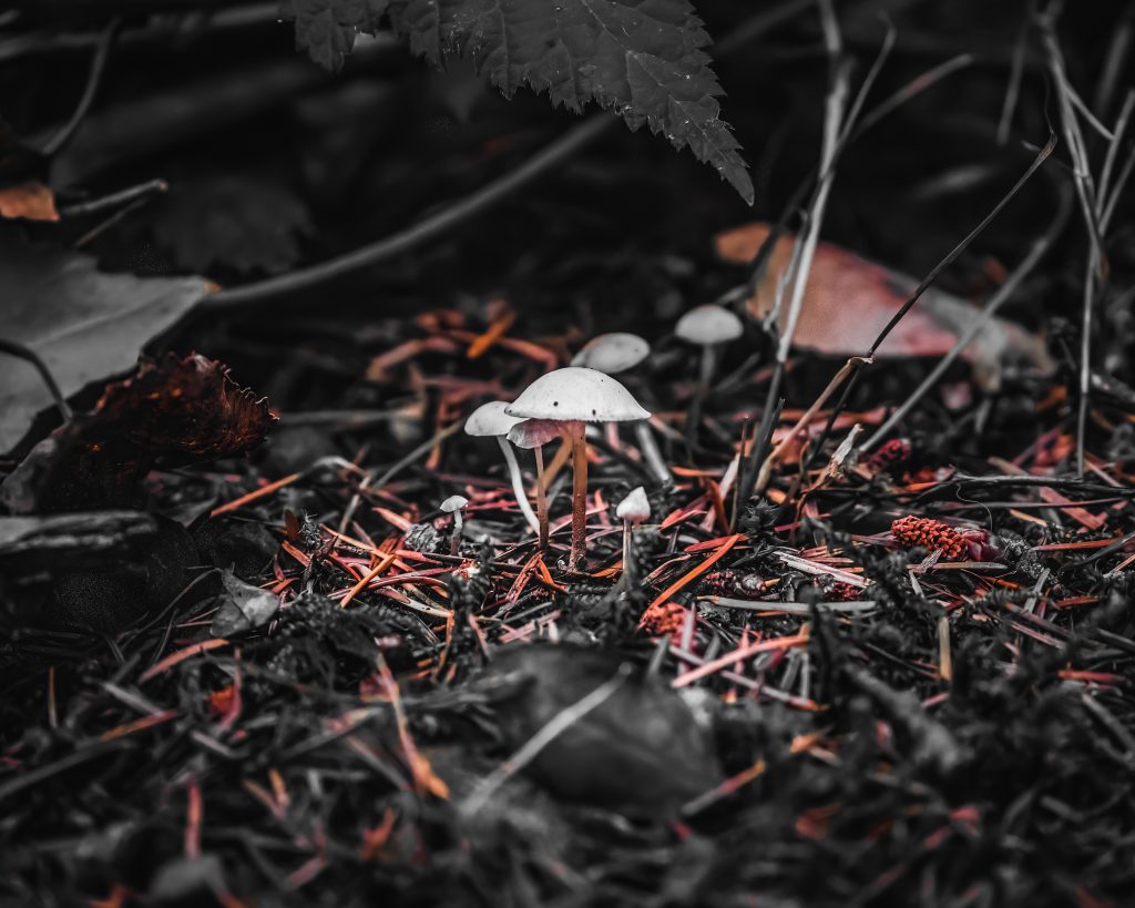 Close-up photo of mushroom in the forest