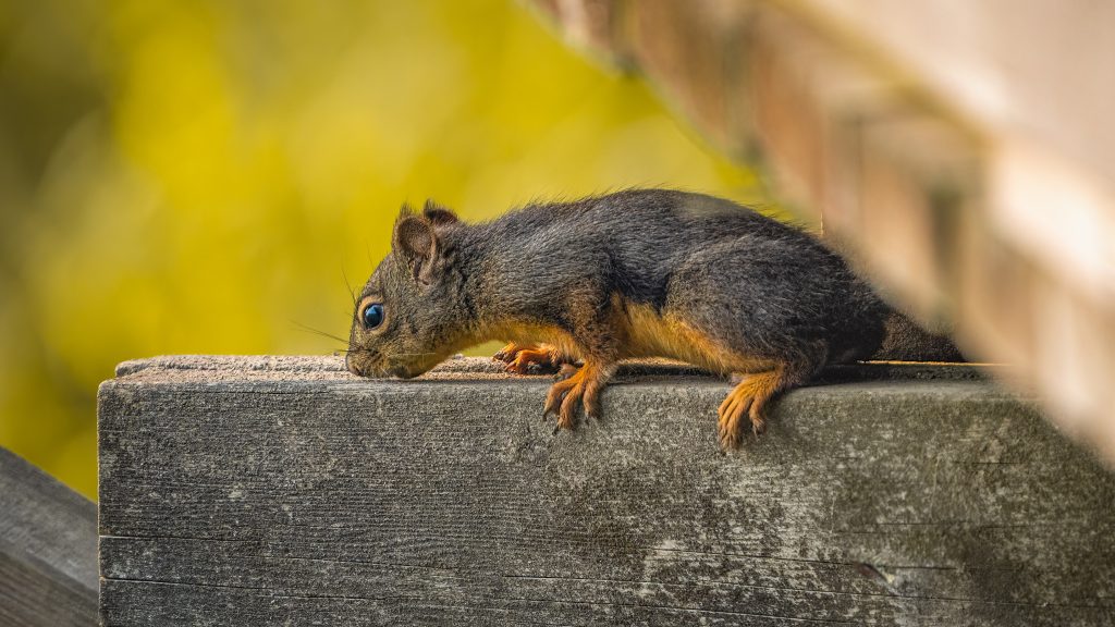 Close-up shot of a squirrel lying down