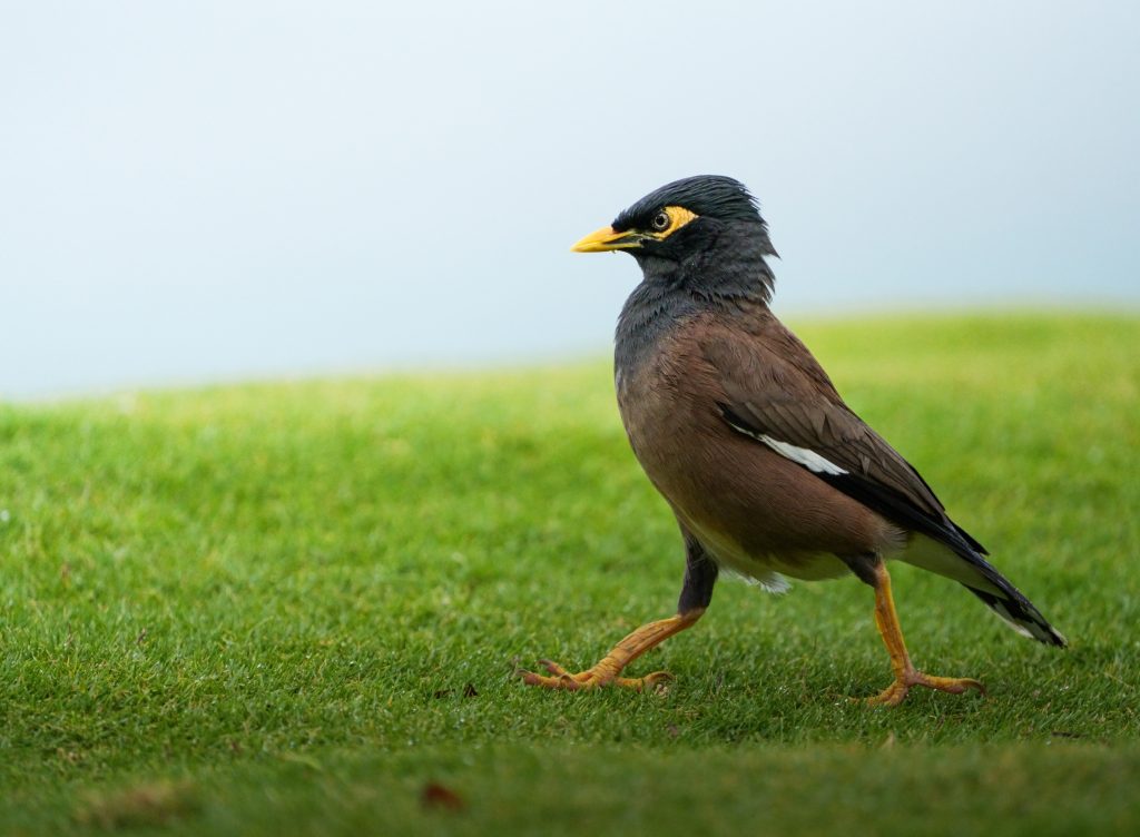 Common Myna (Acridotheres tristis) on grass