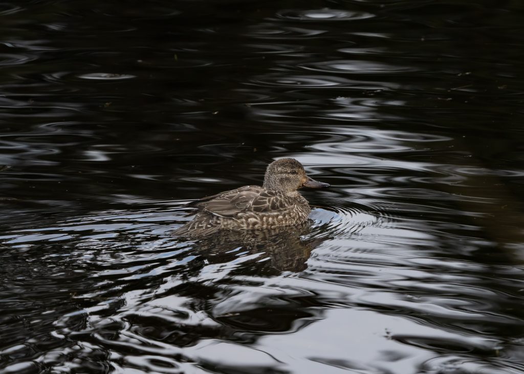 Duck in River