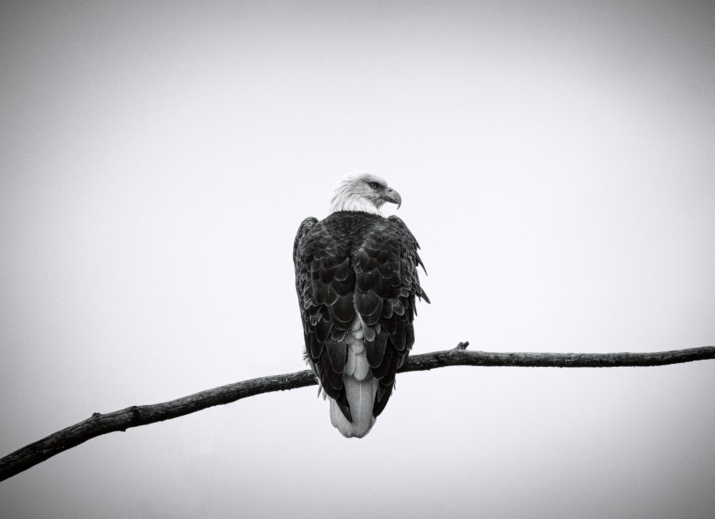 Eagle perched on a branch