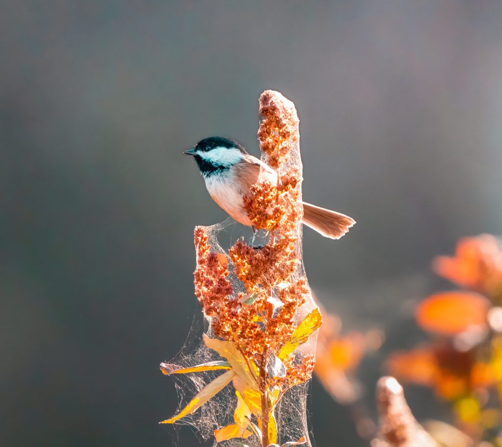 Flower and bird both are beautiful