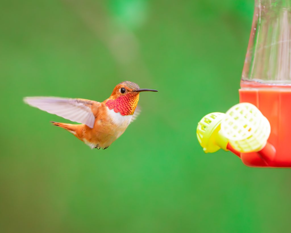 Food Bird Summer Garden