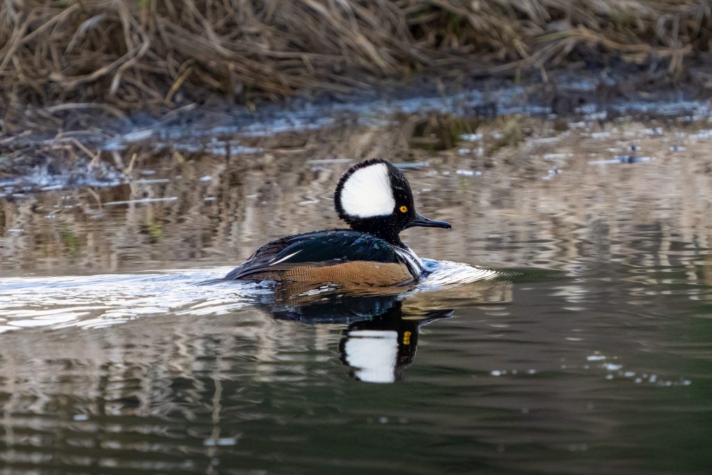 Hooded Merganser in River