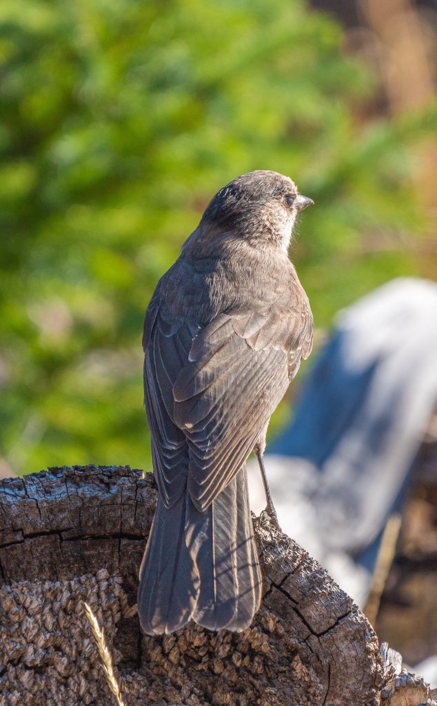 Plumage Of Bird