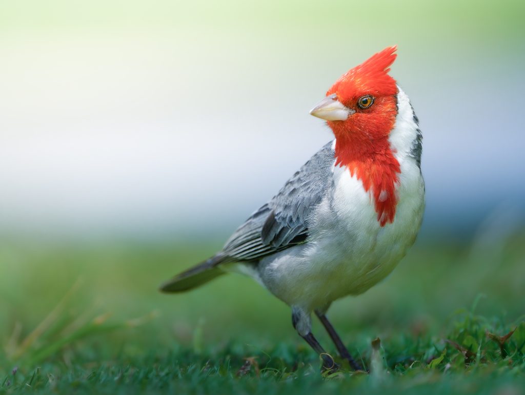 Red-crested cardinal standing on grass