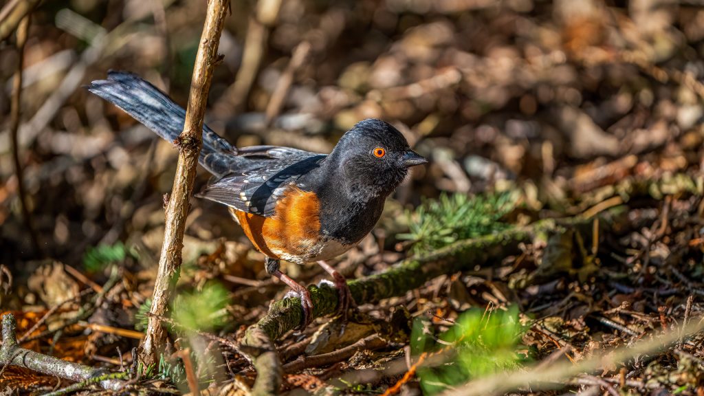 Spotted Towhee in Nature