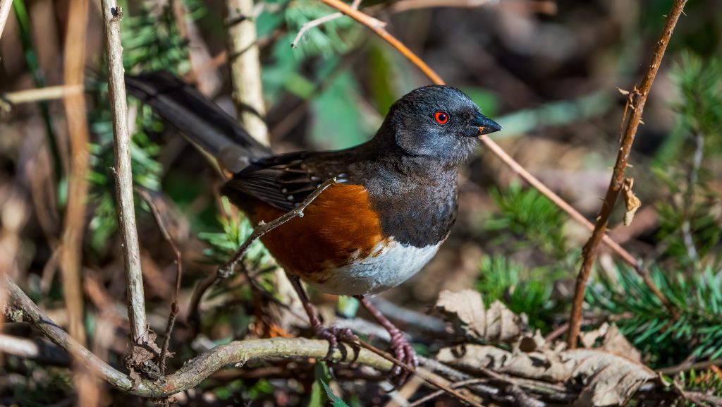 Spotted Towhee on Ground