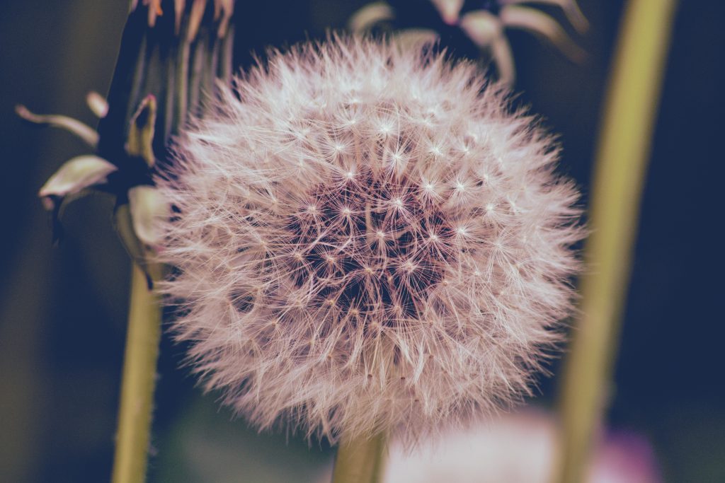 The beautiful white flower has been edited with a little filtering