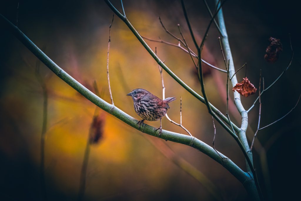 The bird setting in the tree