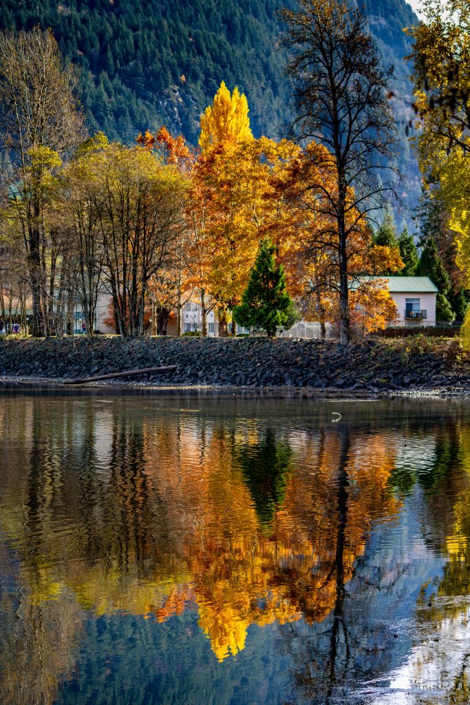 The pictures of the trees in the water look great