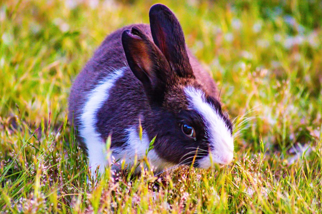 The rabbit looks at you with mischievous eyes