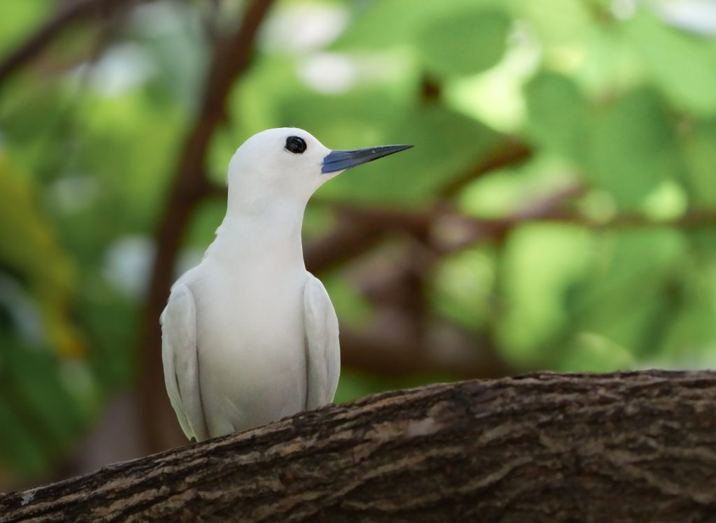 White Tern in forest, Hawaii