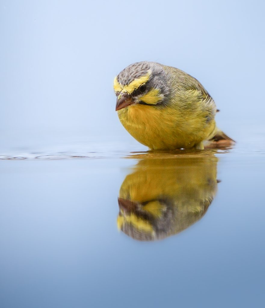 Yellow Wagtail (Motacilla flava) in water