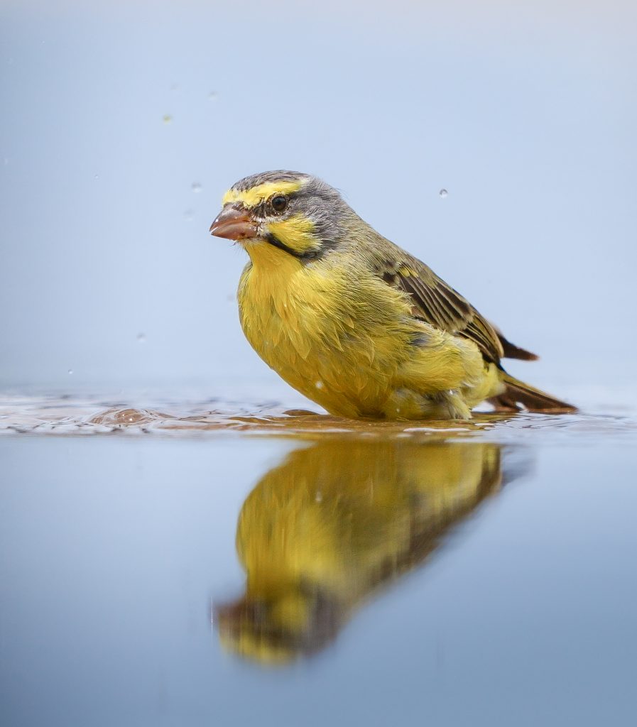 Yellow Wagtail Motacilla flava in water reflection