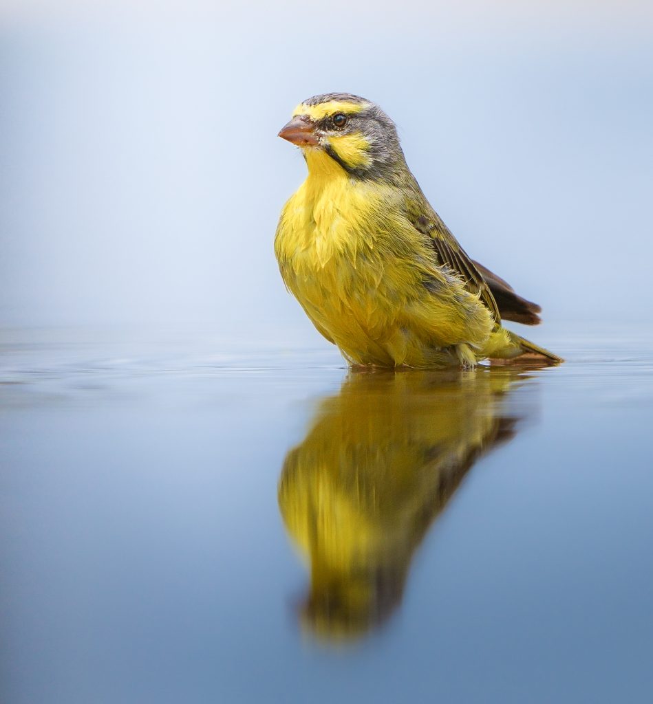 Yellow Wagtail (Motacilla flava) in water with reflection