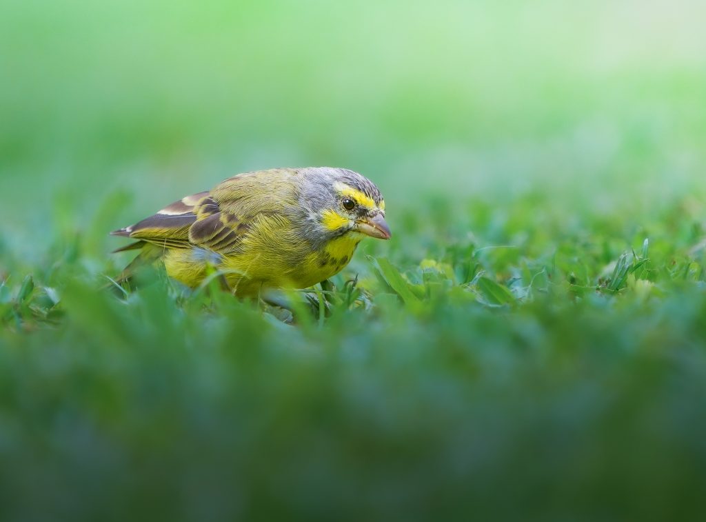 Yellowhammer bird standing on green grass in the garden with blurred background