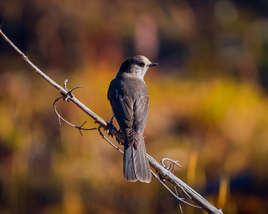 Zoom close up photo of a bird