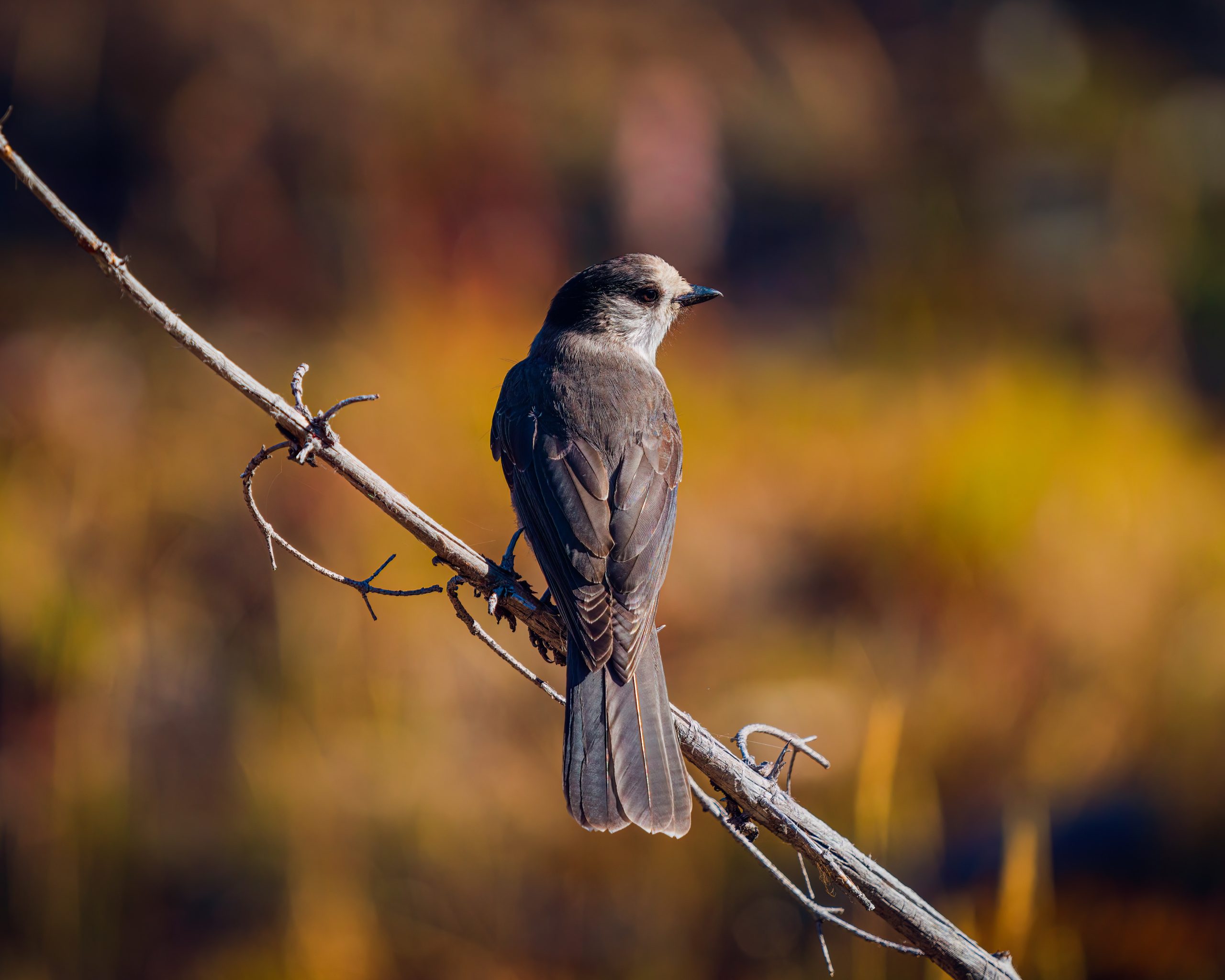 Zoom close up photo of a bird scaled