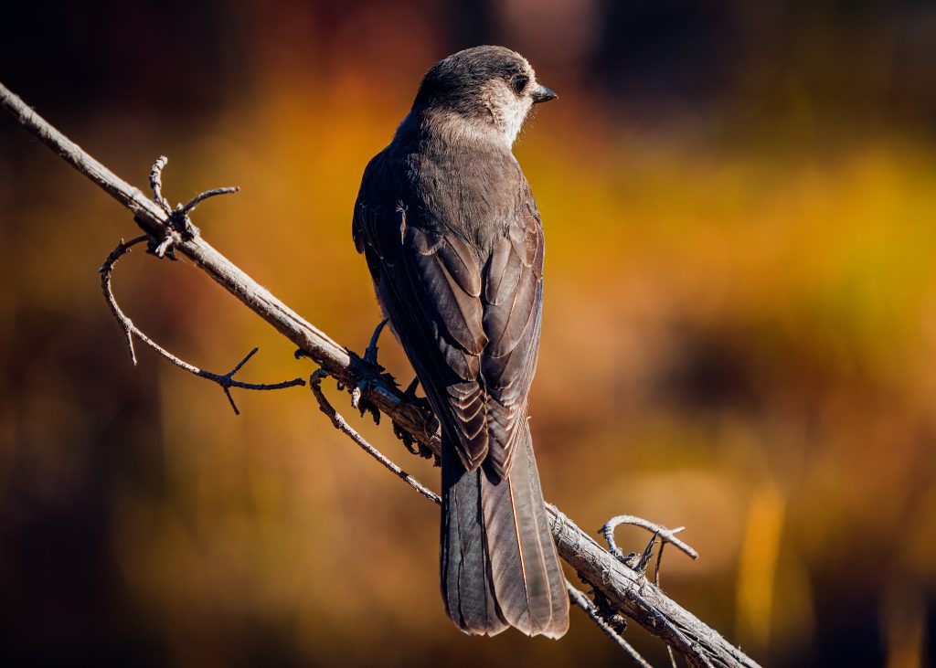 A bird on a branch