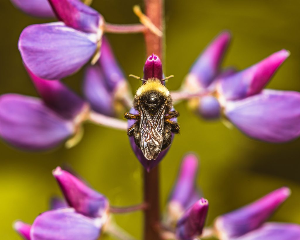 A black and yellow bee on a purple flower