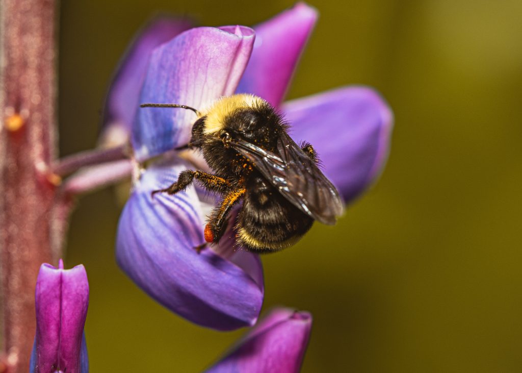 A black and yellow bumblebee on a purple flower