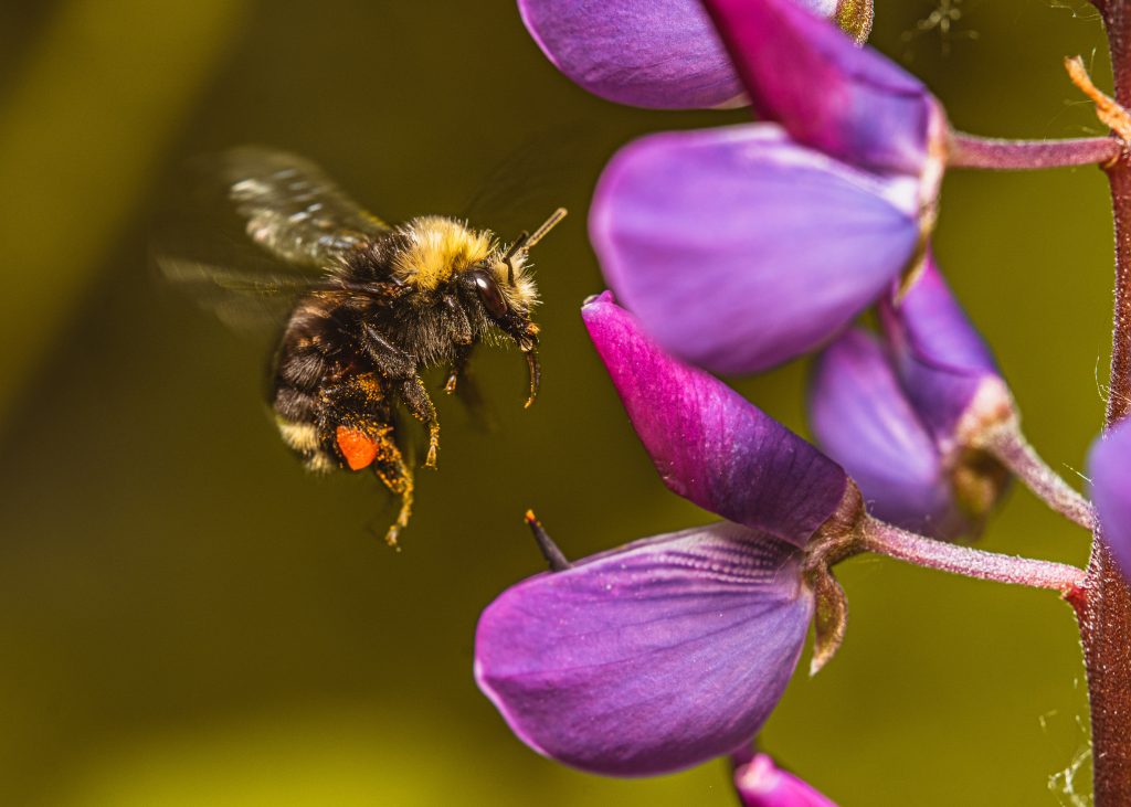 A bumblebee flying near a purple flower