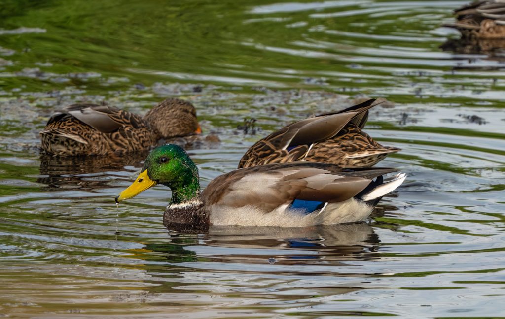 A mallard duck on water