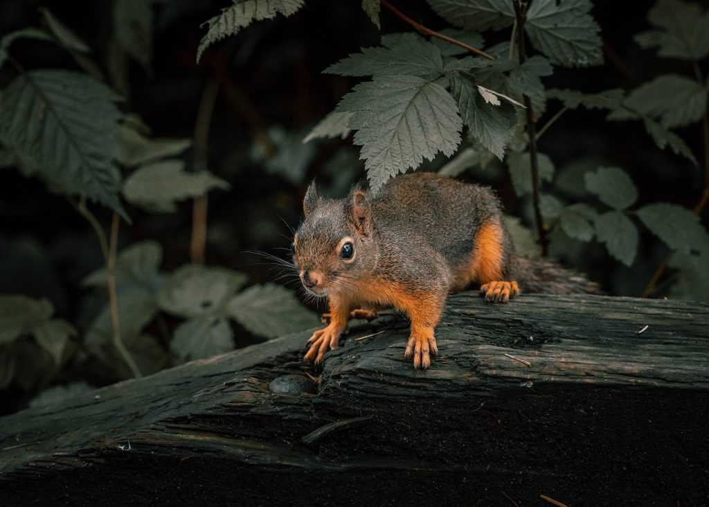 A squirrel on a wooden surface