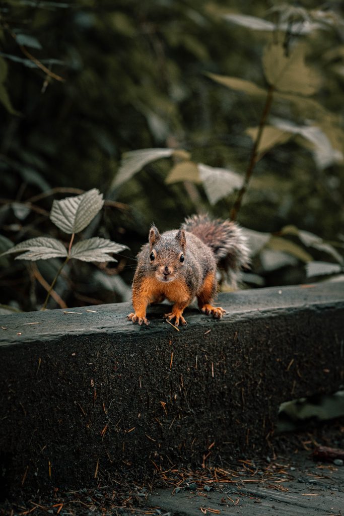 Alerted curious squirrel