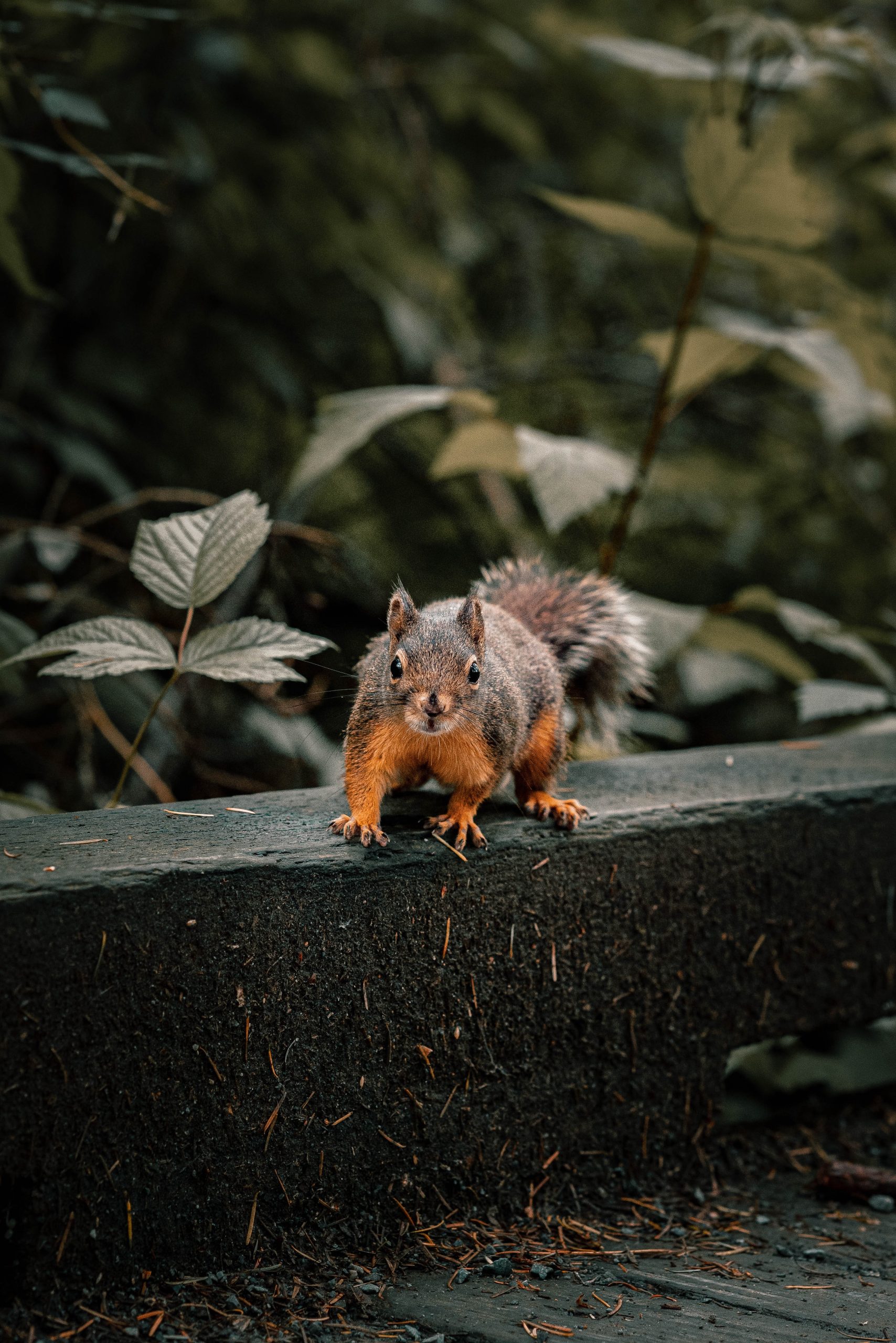 alerted curious squirrel scaled