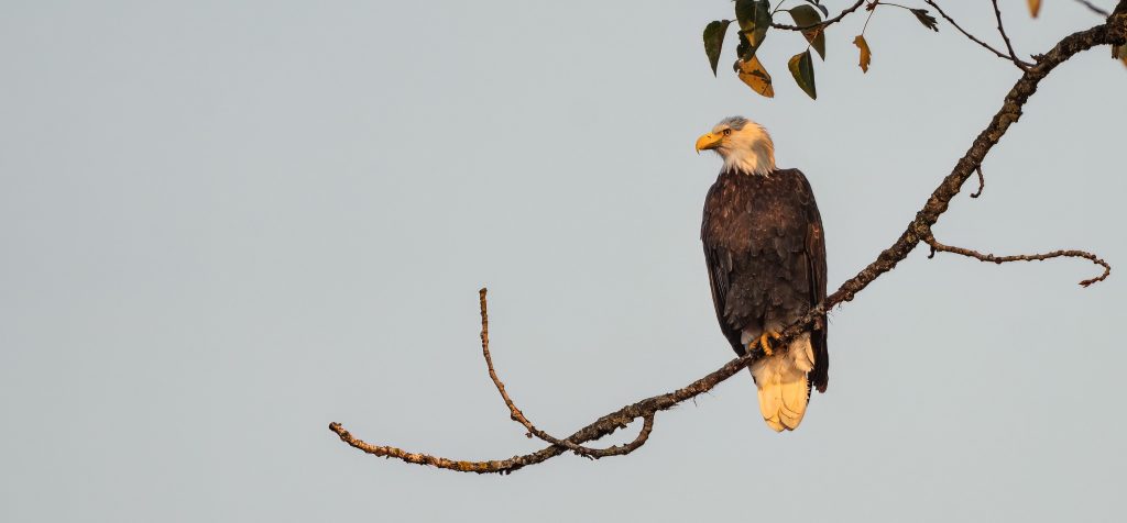 Bald eagle perching on branch