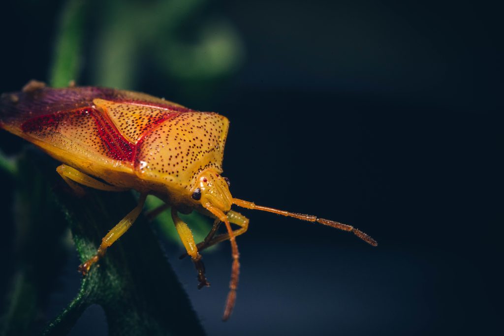 Birch shieldbug in close up photography