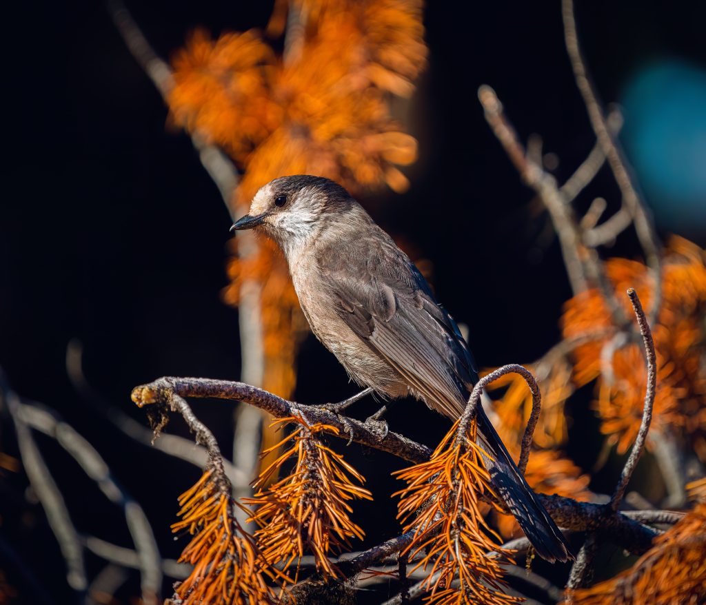 Bird perching on a branch